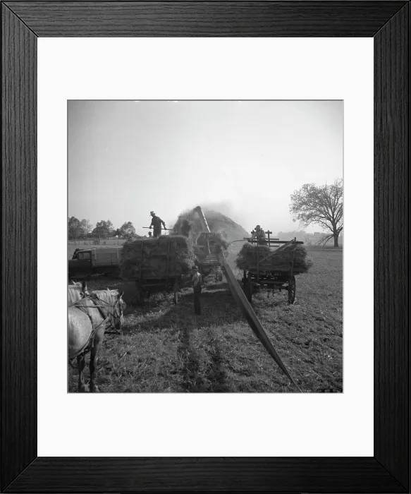 Framed Print : The threshing of oats, Clayton, Indiana, south of Indianapolis, 1936 Creator: Dorothea Lange Framed Print : The threshing of oats, Clayton, Indiana, south of Indianapolis, 1936 Creator: Dorothea Lange
