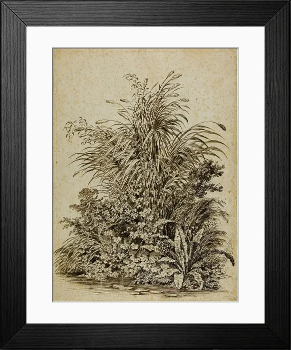 Framed Print : Plants at Water's Edge, c. 1800. Creator: Carl Wilhelm Kolbe the elder Framed Print : Plants at Water's Edge, c. 1800. Creator: Carl Wilhelm Kolbe the elder