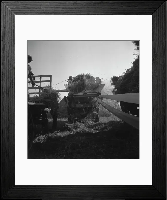 Framed Print : The threshing of oats, Clayton, Indiana, south of Indianapolis, 1936 Creator: Dorothea Lange Framed Print : The threshing of oats, Clayton, Indiana, south of Indianapolis, 1936 Creator: Dorothea Lange