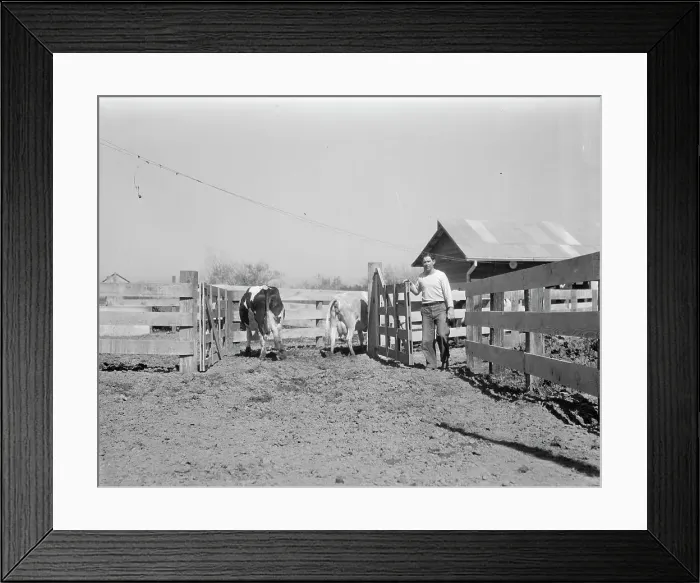 Framed Print : Self-help cooperative dairy, near Santa Ana, California, 1936. Creator: Dorothea Lange Framed Print : Self-help cooperative dairy, near Santa Ana, California, 1936. Creator: Dorothea Lange