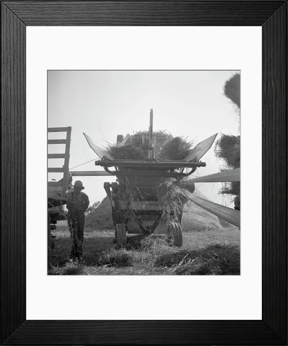 Framed Print : The threshing of oats, Clayton, Indiana, south of Indianapolis, 1936 Creator: Dorothea Lange Framed Print : The threshing of oats, Clayton, Indiana, south of Indianapolis, 1936 Creator: Dorothea Lange