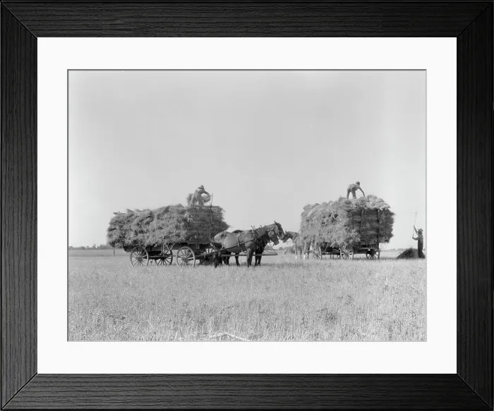 Framed Print : Harvesting oats, Clayton, Indiana, 1936. Creator: Dorothea Lange Framed Print : Harvesting oats, Clayton, Indiana, 1936. Creator: Dorothea Lange