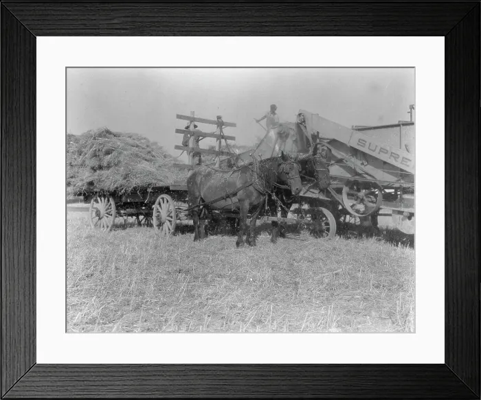 Framed Print : The threshing of oats, Clayton, Indiana, south of Indianapolis, 1936 Creator: Dorothea Lange Framed Print : The threshing of oats, Clayton, Indiana, south of Indianapolis, 1936 Creator: Dorothea Lange