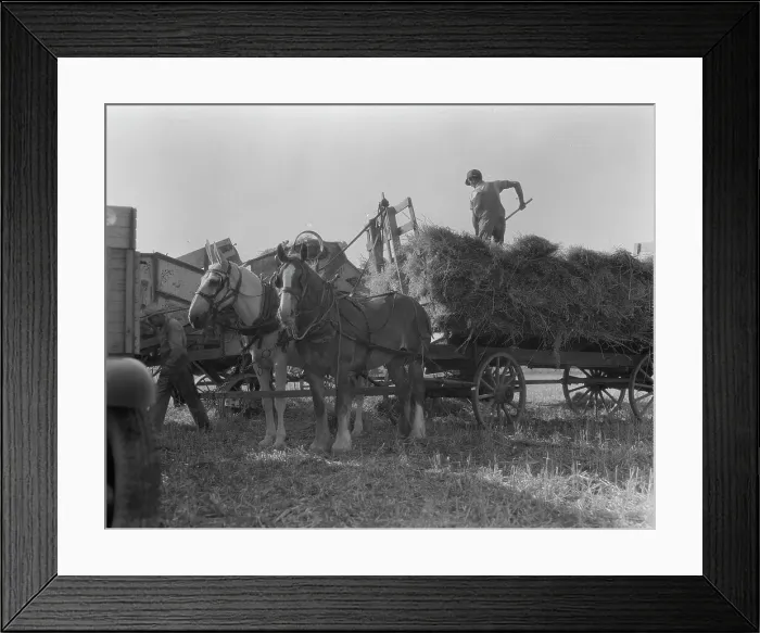 Framed Print : The threshing of oats, Clayton, Indiana, south of Indianapolis, 1936 Creator: Dorothea Lange Framed Print : The threshing of oats, Clayton, Indiana, south of Indianapolis, 1936 Creator: Dorothea Lange