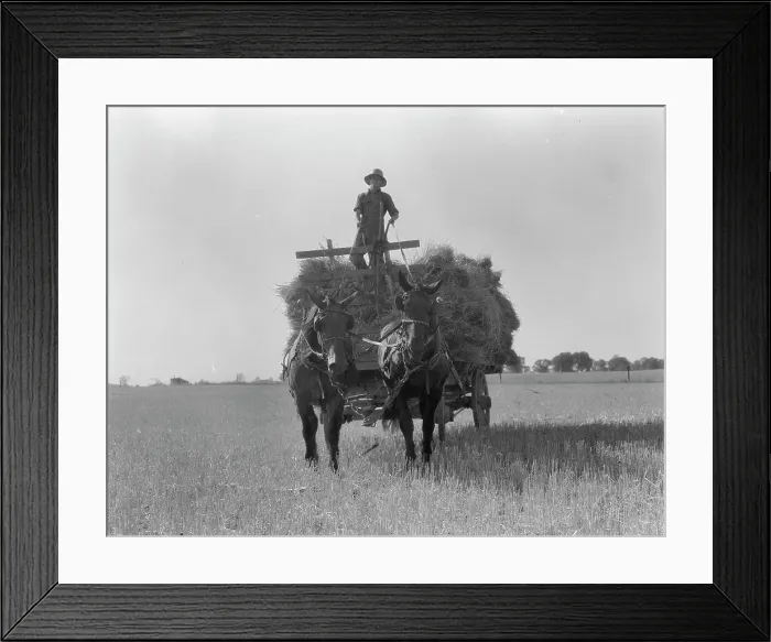 Framed Print : The threshing of oats, Clayton, Indiana, south of Indianapolis, 1936 Creator: Dorothea Lange Framed Print : The threshing of oats, Clayton, Indiana, south of Indianapolis, 1936 Creator: Dorothea Lange