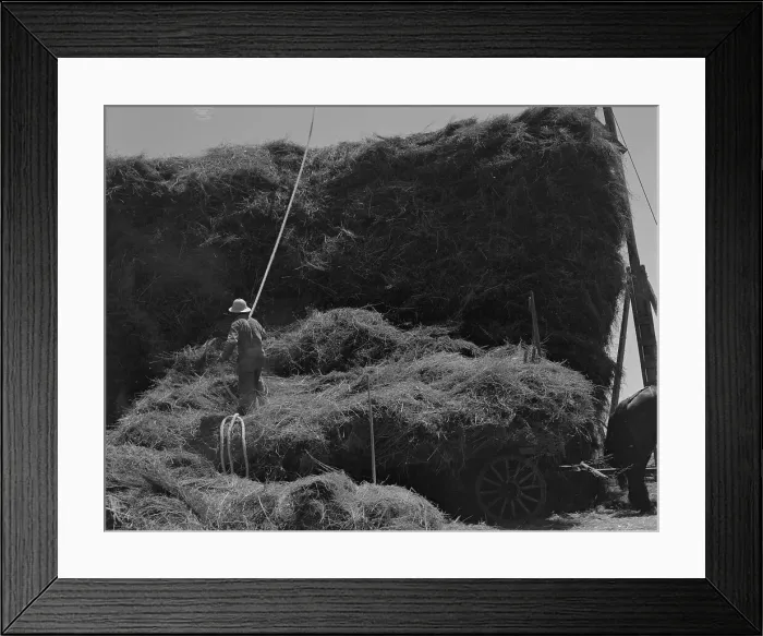 Framed Print : The threshing of oats, Clayton, Indiana, south of Indianapolis, 1936 Creator: Dorothea Lange Framed Print : The threshing of oats, Clayton, Indiana, south of Indianapolis, 1936 Creator: Dorothea Lange