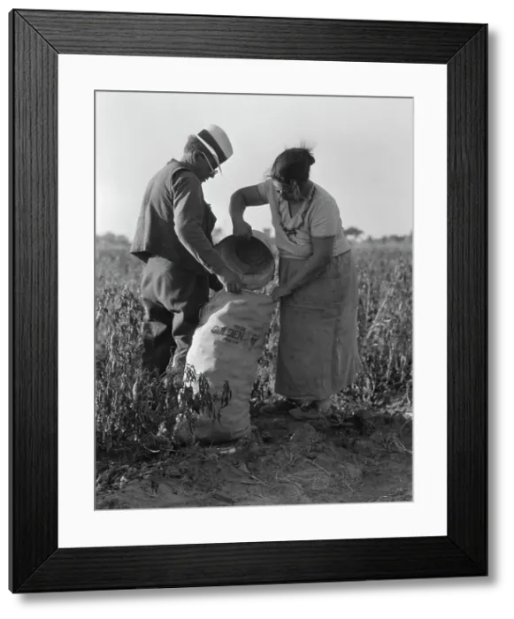 Framed Print : Mexican townfolk sacking peppers near Stockton, California, 1936. Creator: Dorothea Lange Framed Print : Mexican townfolk sacking peppers near Stockton, California, 1936. Creator: Dorothea Lange