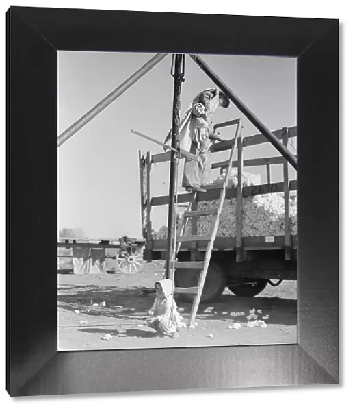 Cotton weigher, Southern San Joaquin Valley, California, 1936. Creator: Dorothea Lange