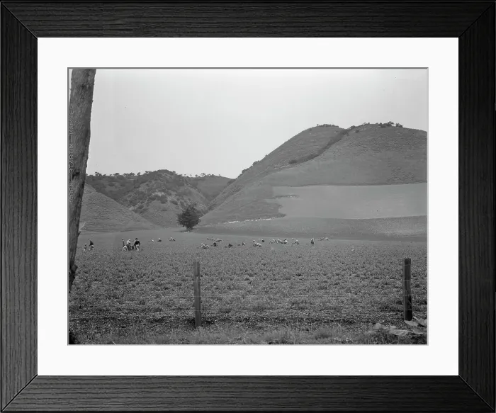 Framed Print : Filipino gang labor in pea fields near Pismo Beach, Nipomo, California, 1936. Creator: Dorothea Lange Framed Print : Filipino gang labor in pea fields near Pismo Beach, Nipomo, California, 1936. Creator: Dorothea Lange
