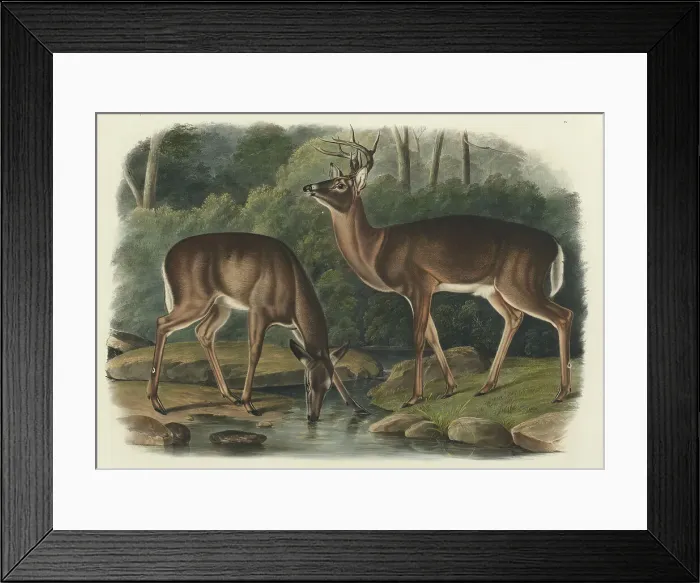 Framed Print : Cervus Virginianus, 1848. Creator: John Woodhouse Audubon Framed Print : Cervus Virginianus, 1848. Creator: John Woodhouse Audubon