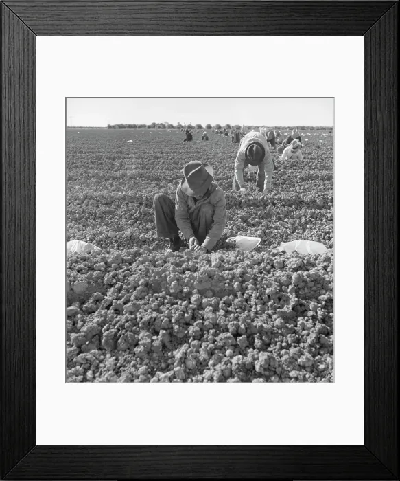 Framed Print : The kind of work drought refugees and Mexicans do in the Imperial Valley, California, 1937. Creator: Dorothea Lange Framed Print : The kind of work drought refugees and Mexicans do in the Imperial Valley, California, 1937. Creator: Dorothea Lange