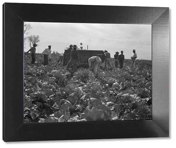 Cabbage harvesting, Imperial Valley, California, 1937. Creator: Dorothea Lange