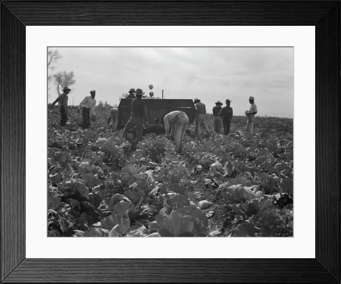Framed Print : Cabbage harvesting, Imperial Valley, California, 1937. Creator: Dorothea Lange Framed Print : Cabbage harvesting, Imperial Valley, California, 1937. Creator: Dorothea Lange