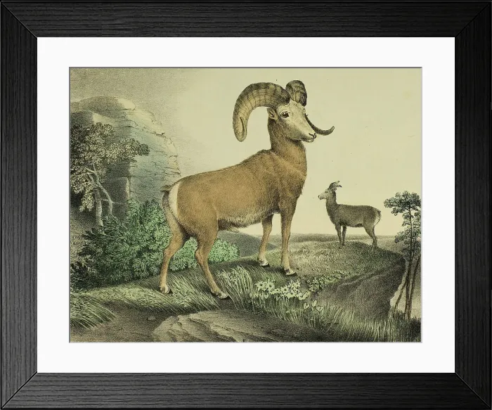 Framed Print : Argali, c.1830. Creator: Thomas Doughty Framed Print : Argali, c.1830. Creator: Thomas Doughty