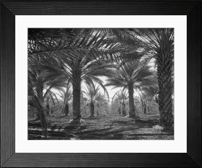 Framed Print : Date palms, Coachella Valley, California, 1937. Creator: Dorothea Lange Framed Print : Date palms, Coachella Valley, California, 1937. Creator: Dorothea Lange