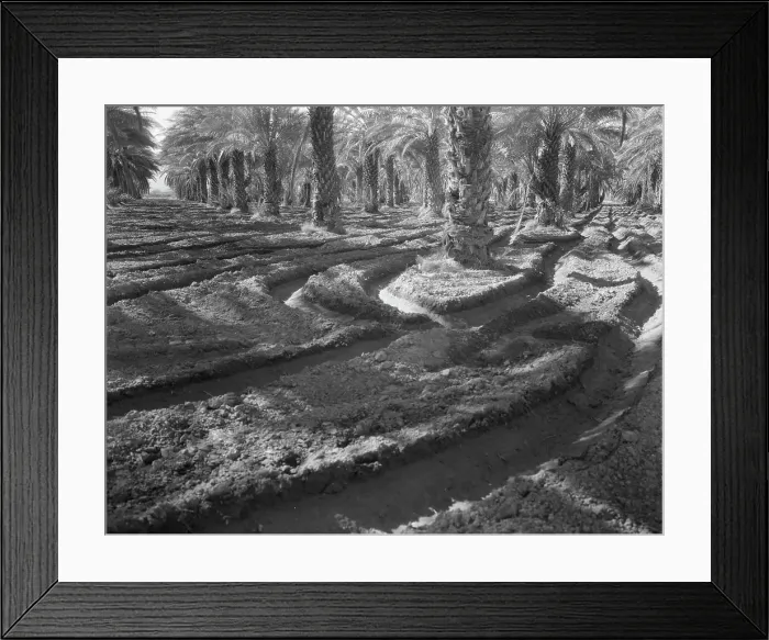 Framed Print : Date palms, Coachella Valley, California, 1937. Creator: Dorothea Lange Framed Print : Date palms, Coachella Valley, California, 1937. Creator: Dorothea Lange