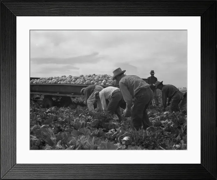 Framed Print : Cabbage cutting and hauling by new Vessey (flat truck) system, Imperial Valley, California, 1937. Creator: Dorothea Lange Framed Print : Cabbage cutting and hauling by new Vessey (flat truck) system, Imperial Valley, California, 1937. Creator: Dorothea Lange