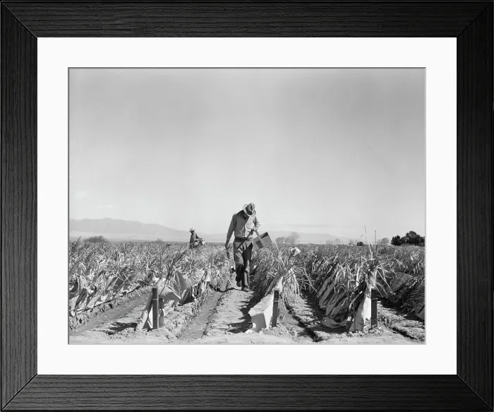 Framed Print : Replanting chili plants on a Japanese-owned ranch, desert agriculture, Imperial Valley, CA, 1937. Creator: Dorothea Lange Framed Print : Replanting chili plants on a Japanese-owned ranch, desert agriculture, Imperial Valley, CA, 1937. Creator: Dorothea Lange