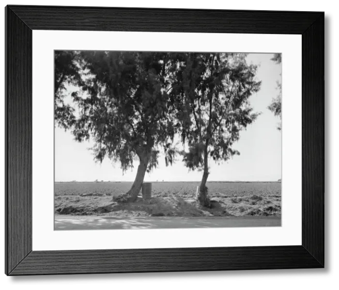 Framed Print : Pea fields of the Imperial Valley, California, 1937. Creator: Dorothea Lange Framed Print : Pea fields of the Imperial Valley, California, 1937. Creator: Dorothea Lange