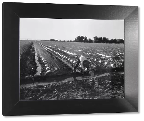 Irrigator in brushed and capped cantaloupe field, Imperial Valley, California, 1937. Creator: Dorothea Lange