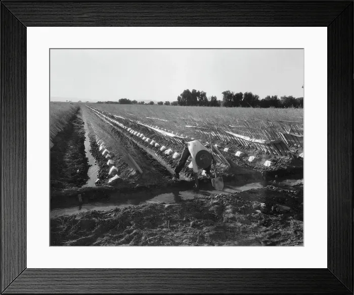 Framed Print : Irrigator in brushed and capped cantaloupe field, Imperial Valley, California, 1937. Creator: Dorothea Lange Framed Print : Irrigator in brushed and capped cantaloupe field, Imperial Valley, California, 1937. Creator: Dorothea Lange