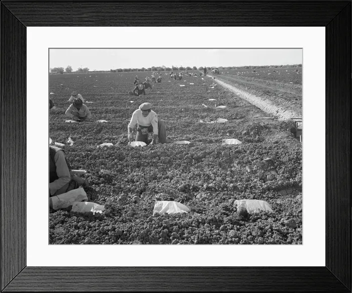 Framed Print : Mexican gang of migratory laborers under a Japanese field boss, Imperial Valley, California, 1937. Creator: Dorothea Lange Framed Print : Mexican gang of migratory laborers under a Japanese field boss, Imperial Valley, California, 1937. Creator: Dorothea Lange