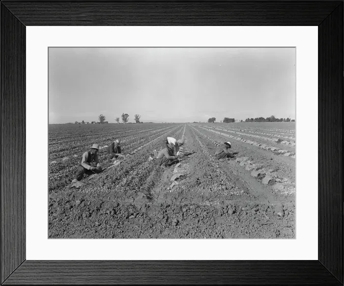 Framed Print : Mexican gang of migratory laborers under a Japanese field boss, Imperial Valley, California, 1937. Creator: Dorothea Lange Framed Print : Mexican gang of migratory laborers under a Japanese field boss, Imperial Valley, California, 1937. Creator: Dorothea Lange
