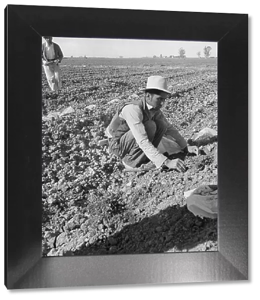 Mexican migratory laborer thinning and weeding cantaloupe plants, Imperial Valley, California, 1937. Creator: Dorothea Lange