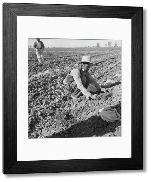 Framed Print : Mexican migratory laborer thinning and weeding cantaloupe plants, Imperial Valley, California, 1937. Creator: Dorothea Lange Framed Print : Mexican migratory laborer thinning and weeding cantaloupe plants, Imperial Valley, California, 1937. Creator: Dorothea Lange