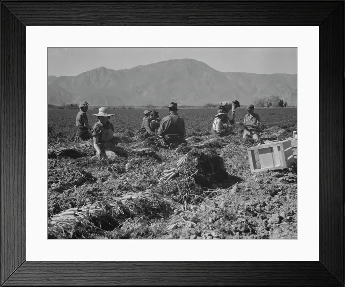 Framed Print : Carrot pullers from Texas, Oklahoma, Missouri, Arkansas and Mexico in Coachella Valley, CA, 1937. Creator: Dorothea Lange Framed Print : Carrot pullers from Texas, Oklahoma, Missouri, Arkansas and Mexico in Coachella Valley, CA, 1937. Creator: Dorothea Lange