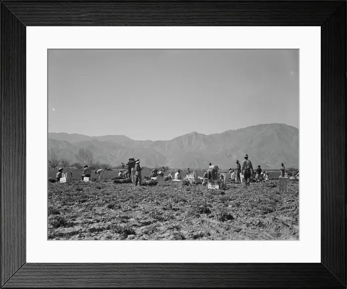 Framed Print : Carrot pullers from Texas, Oklahoma, Missouri, Arkansas and Mexico in Coachella Valley, CA, 1937. Creator: Dorothea Lange Framed Print : Carrot pullers from Texas, Oklahoma, Missouri, Arkansas and Mexico in Coachella Valley, CA, 1937. Creator: Dorothea Lange