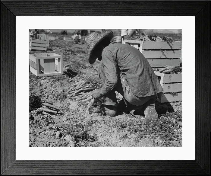 Framed Print : One of the hundred carrot pullers in this field in the Coachella Valley, California, 1937. Creator: Dorothea Lange Framed Print : One of the hundred carrot pullers in this field in the Coachella Valley, California, 1937. Creator: Dorothea Lange