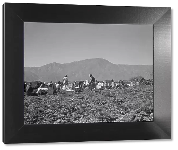 Carrot pullers from Texas, Oklahoma, Missouri, Arkansas and Mexico in Coachella Valley, CA, 1937. Creator: Dorothea Lange