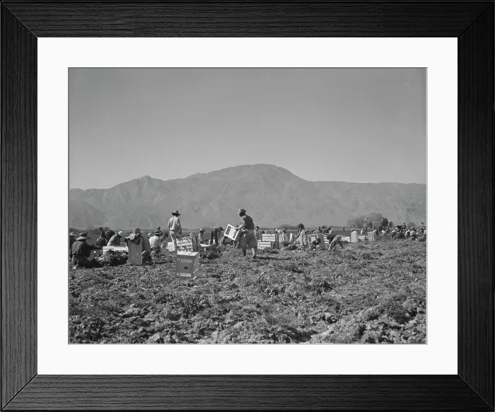 Framed Print : Carrot pullers from Texas, Oklahoma, Missouri, Arkansas and Mexico in Coachella Valley, CA, 1937. Creator: Dorothea Lange Framed Print : Carrot pullers from Texas, Oklahoma, Missouri, Arkansas and Mexico in Coachella Valley, CA, 1937. Creator: Dorothea Lange