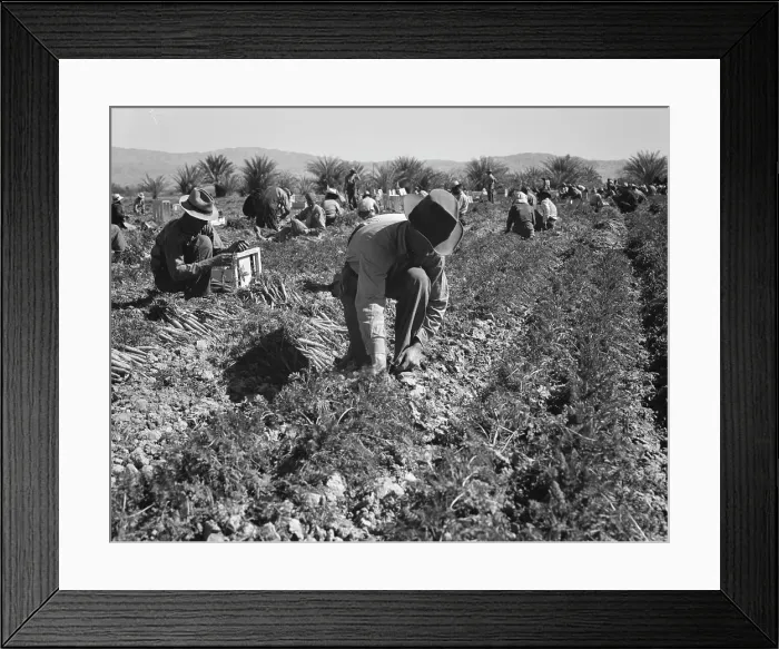 Framed Print : Carrot pullers from Texas, Oklahoma, Missouri, Arkansas and Mexico in Coachella Valley, CA, 1937. Creator: Dorothea Lange