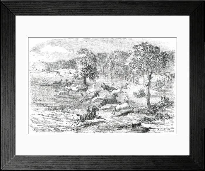 Framed Print : Driving Horses to the Stock-Yard, 1850. Creator: Unknown Framed Print : Driving Horses to the Stock-Yard, 1850. Creator: Unknown