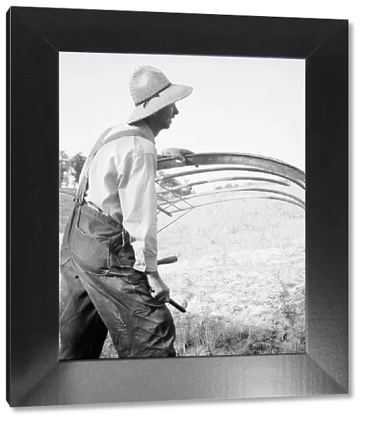 Cradling wheat near Christianburg, Virginia, 1936. Creator: Dorothea Lange