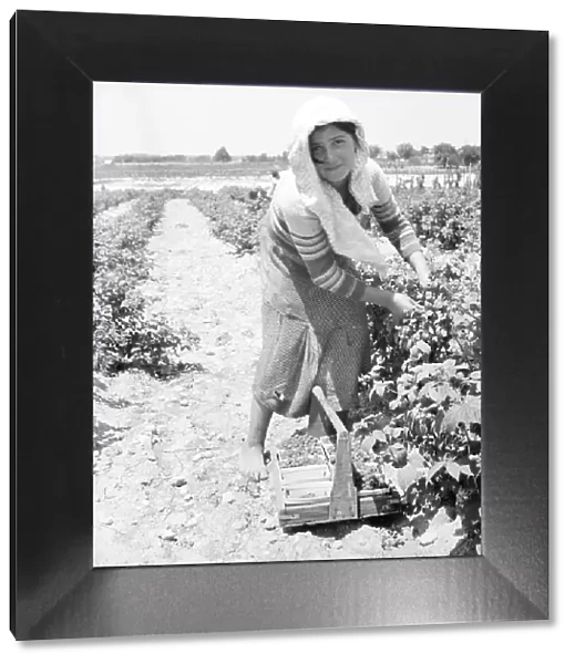 Migrants from Delaware picking berries in southern New Jersey, 1936 Creator: Dorothea Lange