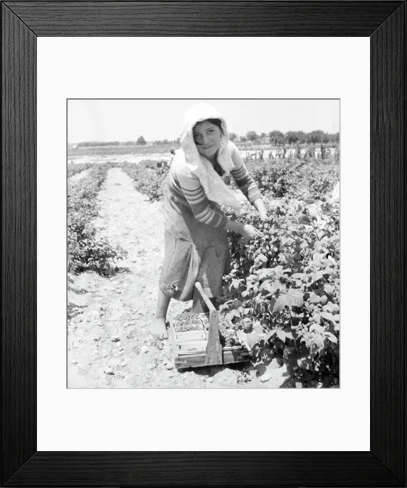 Framed Print : Migrants from Delaware picking berries in southern New Jersey, 1936 Creator: Dorothea Lange Framed Print : Migrants from Delaware picking berries in southern New Jersey, 1936 Creator: Dorothea Lange