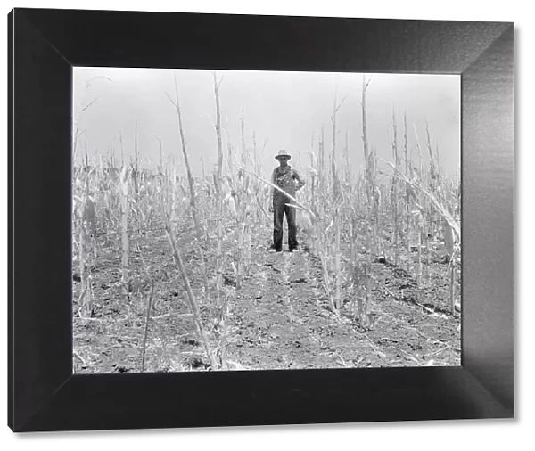 Corn, drought-stricken and eaten off by grasshoppers. Near Russelville, Arkansas, 1936. Creator: Dorothea Lange