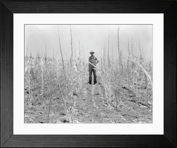 Framed Print : Corn, drought-stricken and eaten off by grasshoppers. Near Russelville, Arkansas, 1936. Creator: Dorothea Lange