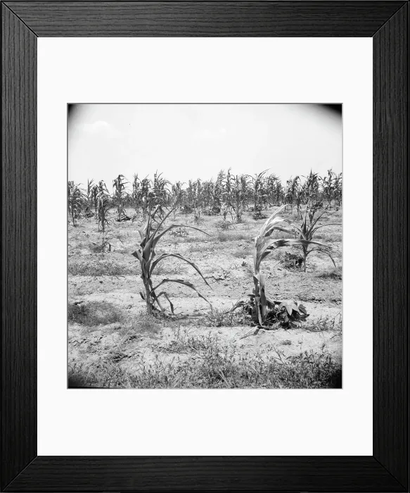 Framed Print : Drying up corn near Eutaw, Alabama, 1936. Creator: Dorothea Lange Framed Print : Drying up corn near Eutaw, Alabama, 1936. Creator: Dorothea Lange