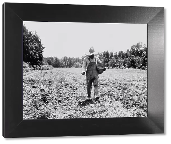 Planting corn in the community garden, Hillhouse, Mississippi, 1937. Creator: Dorothea Lange