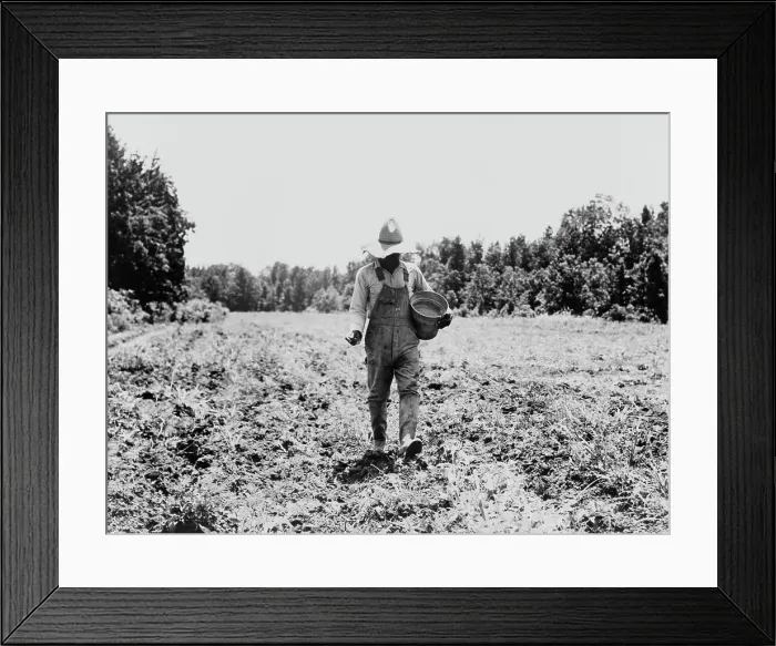 Framed Print : Planting corn in the community garden, Hillhouse, Mississippi, 1937. Creator: Dorothea Lange Framed Print : Planting corn in the community garden, Hillhouse, Mississippi, 1937. Creator: Dorothea Lange