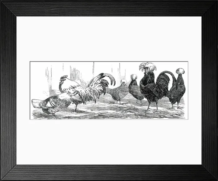Framed Print : Exhibition of the Birmingham and Midland Counties Agricultural Association...1850. Creator: Harrison Weir Framed Print : Exhibition of the Birmingham and Midland Counties Agricultural Association...1850. Creator: Harrison Weir