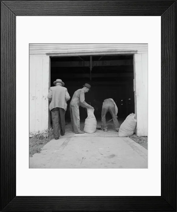 Framed Print : Farmers sack mixed grasshopper bait for use on their farms, Oklahoma City, Oklahoma, 1937. Creator: Dorothea Lange Framed Print : Farmers sack mixed grasshopper bait for use on their farms, Oklahoma City, Oklahoma, 1937. Creator: Dorothea Lange