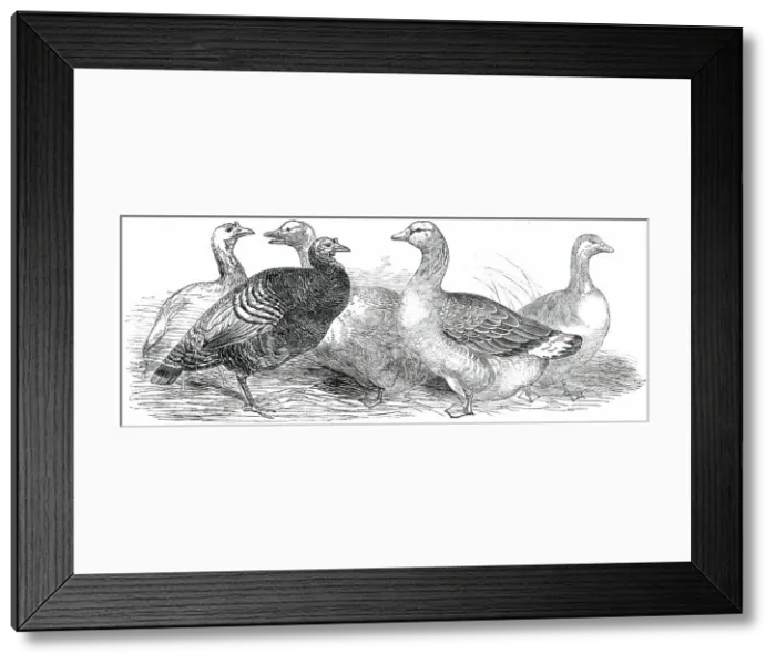 Framed Print : Exhibition of the Birmingham and Midland Counties Agricultural Association... 1850. Creator: Unknown Framed Print : Exhibition of the Birmingham and Midland Counties Agricultural Association... 1850. Creator: Unknown