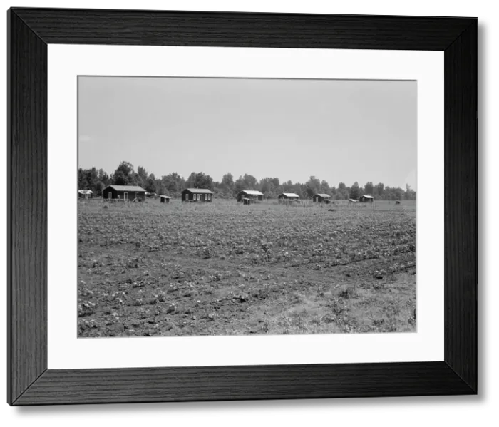 Framed Print : Delta cooperative farm cabins and cotton, Hillhouse, Mississippi, 1937. Creator: Dorothea Lange Framed Print : Delta cooperative farm cabins and cotton, Hillhouse, Mississippi, 1937. Creator: Dorothea Lange