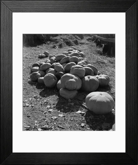 Framed Print : Pumpkins in barnyard to feed cows of rehabilitation client, San Joaquin County, California, 1938. Creator: Dorothea Lange Framed Print : Pumpkins in barnyard to feed cows of rehabilitation client, San Joaquin County, California, 1938. Creator: Dorothea Lange