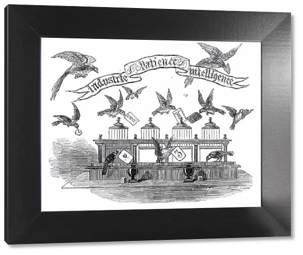 Industrie, Patience, Intelligence - birds trained by Emilie Vandermeersch, 1850. Creator: Unknown